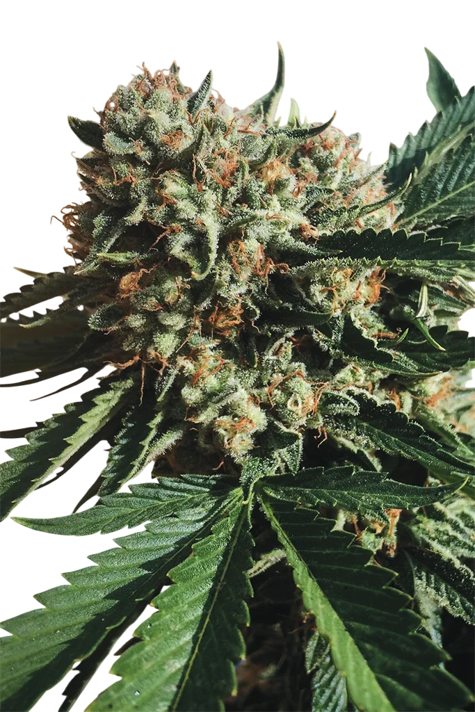 Sapphire OG – Produktansicht