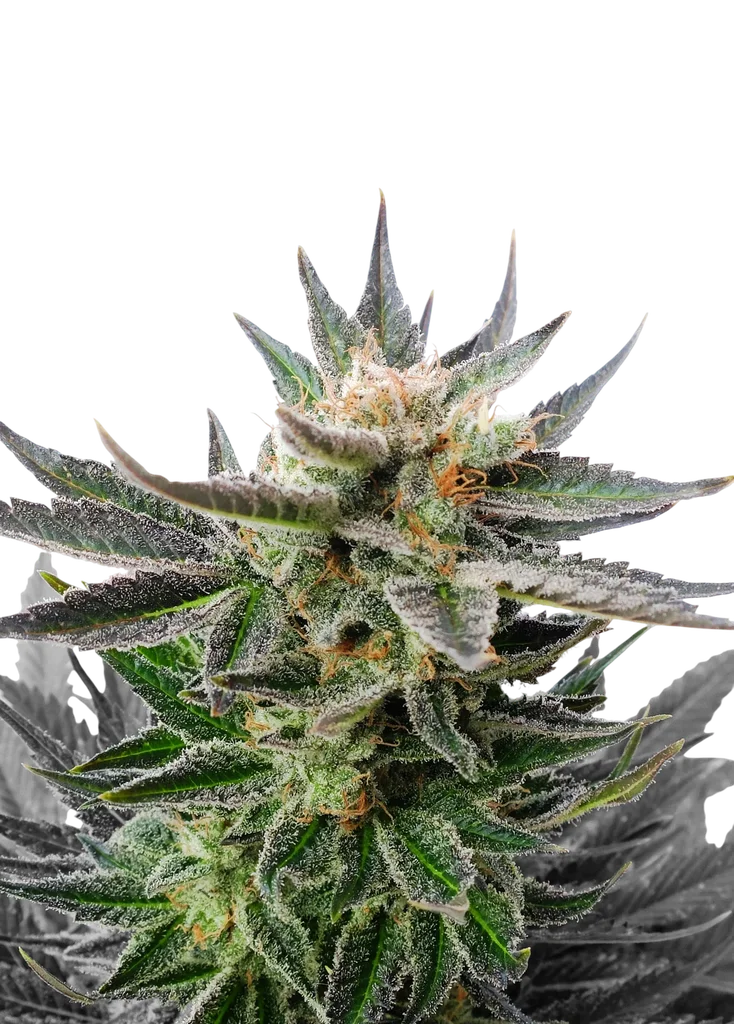 Sativa Dream (LOL) – Produktansicht