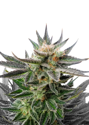 Sativa Dream (LOL)