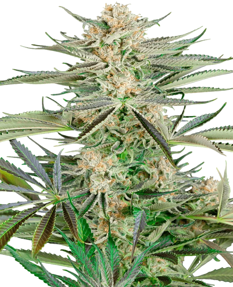 Screwdriver OG – Produktansicht