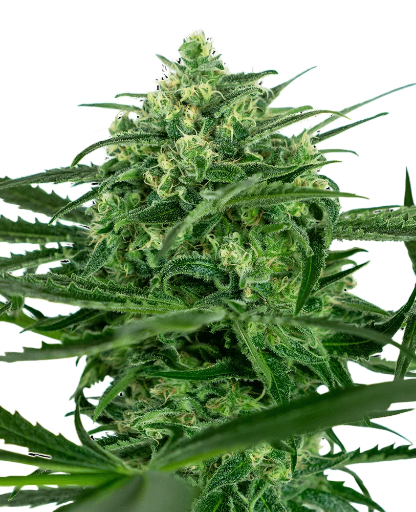 Sensi Amnesia – Produktansicht