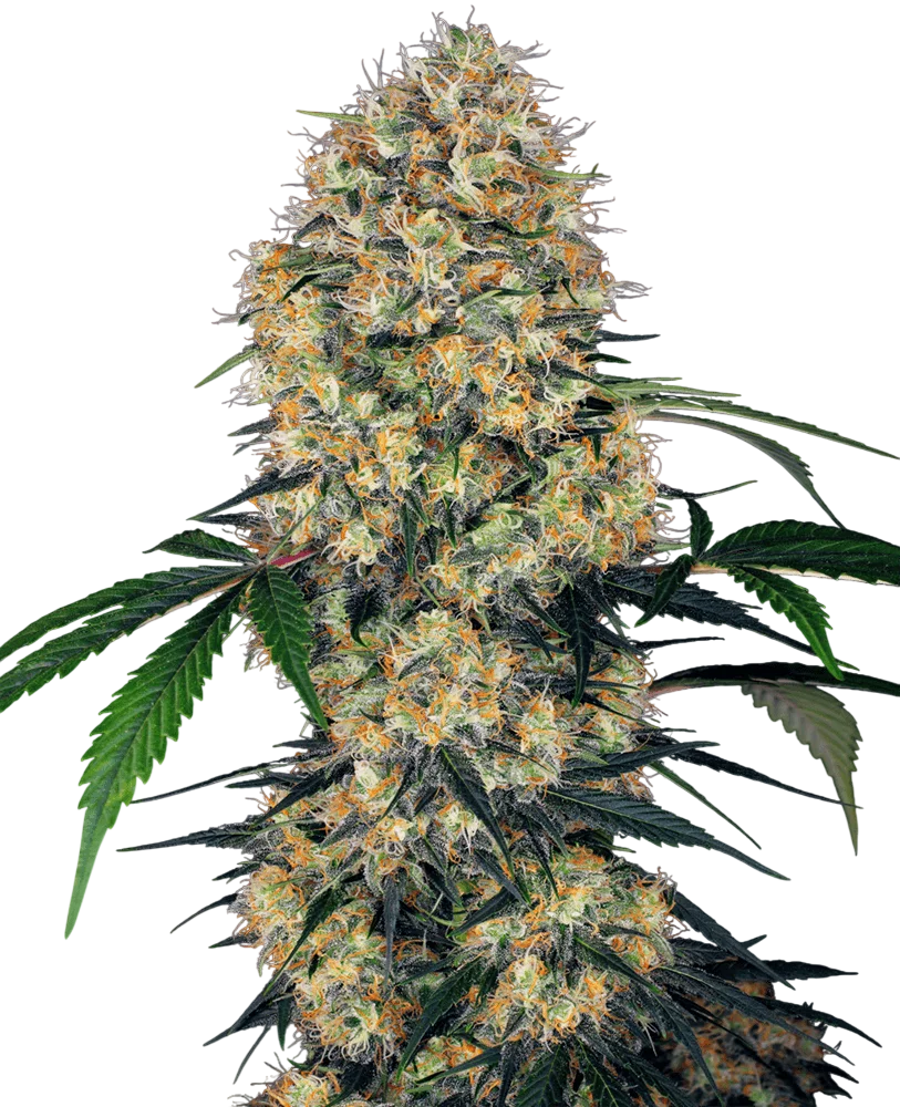 Sensi Amnesia XXL Auto – Produktansicht