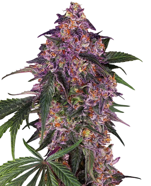 Sensi Purple Kush – Produktansicht