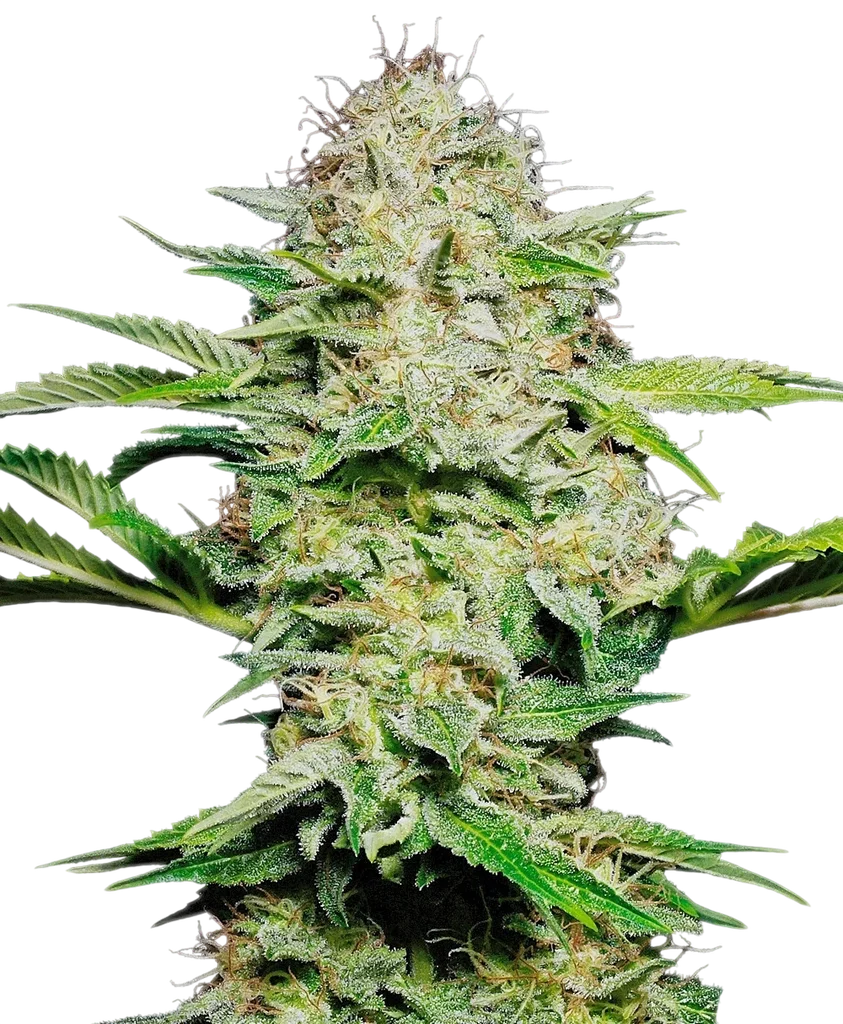 Sensi Skunk Auto | AUTOFEM | Sensi Seeds