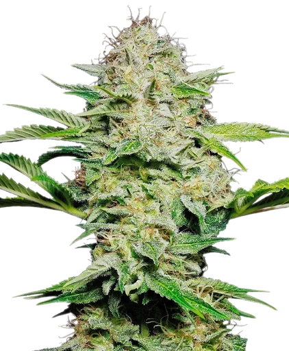 Sensi Skunk Auto