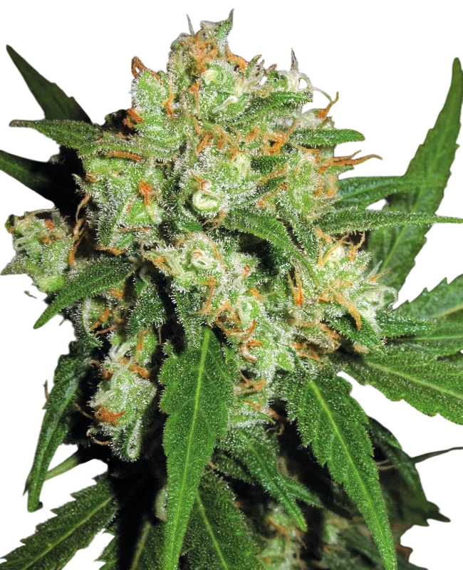 Sensi Skunk – Produktansicht