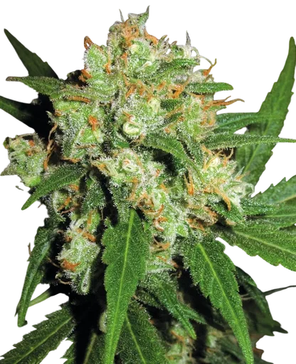 Sensi Skunk
