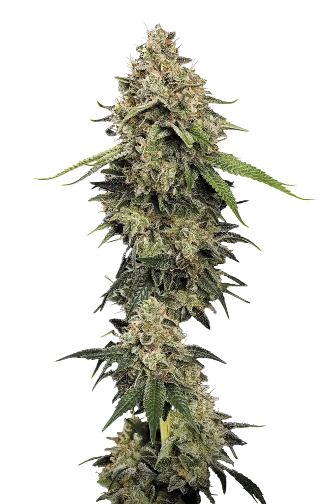 Sensi Star – Produktansicht