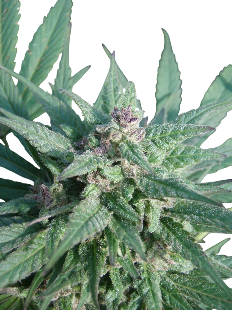 Serious 6 | PHOTOFEM | Serious Seeds