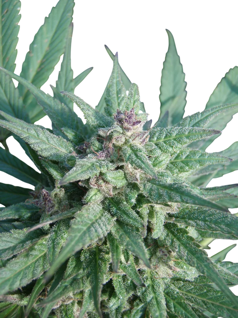 Serious 6 | PHOTOFEM | Serious Seeds