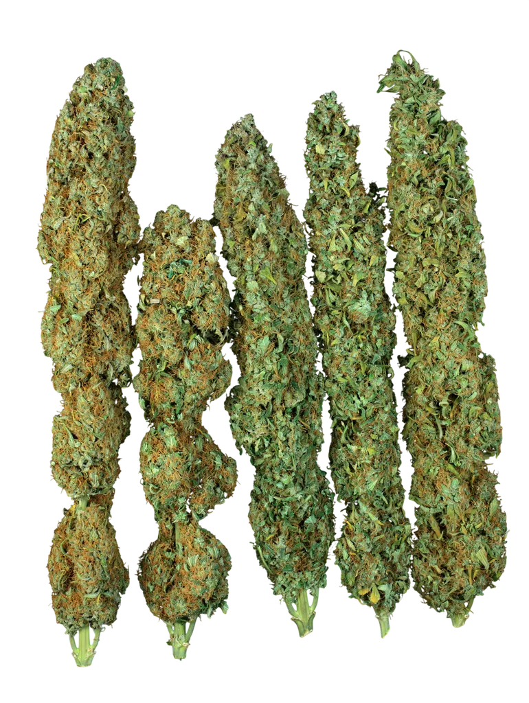 Serious Happiness | PHOTOFEM | Serious Seeds