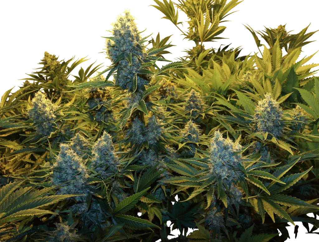 Serious Kush – Produktansicht