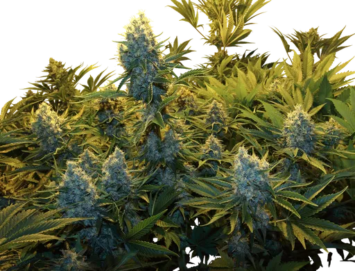 Serious Kush