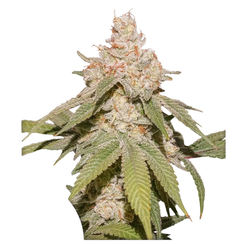 SFV OG Auto – Produktansicht