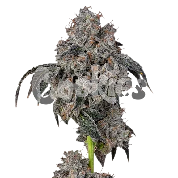 Blueberry Cherries – Produktansicht