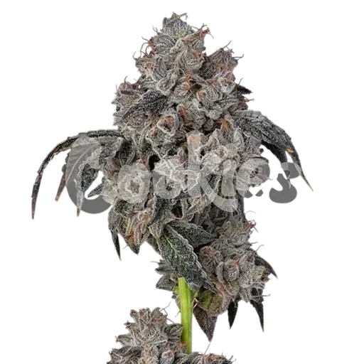 Blueberry Cherries