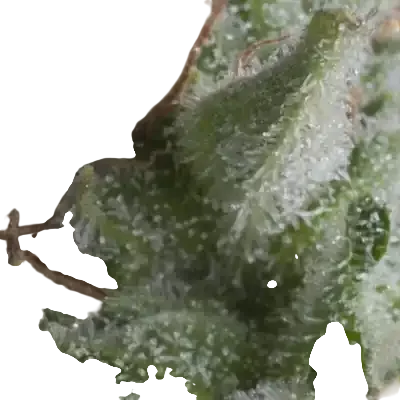 Shark Auto