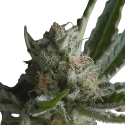 Shark CBD | PHOTOFEM | Pyramid Seeds