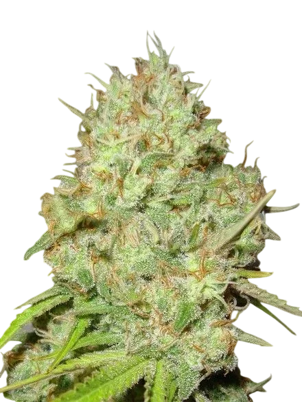 Shark Widow – Produktansicht