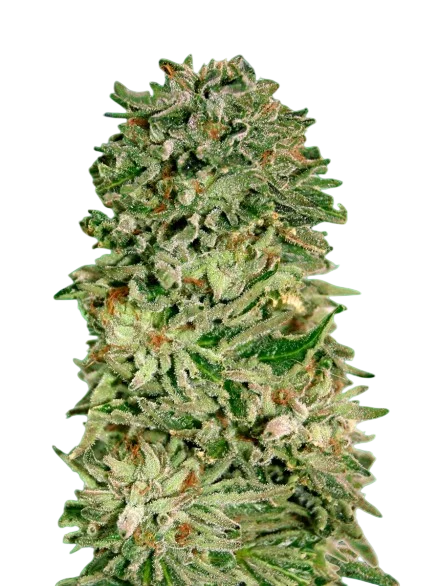 Shark Widow CBD – Produktansicht