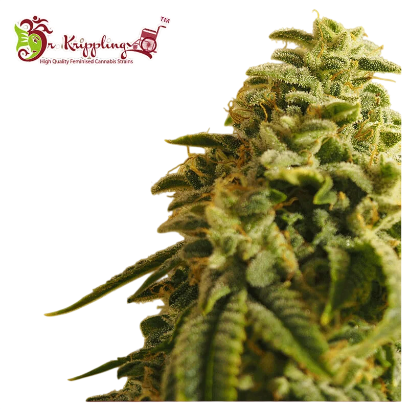Sherbert Gorilla – Produktansicht