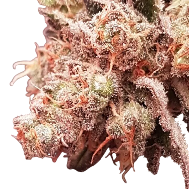 Sherbet – Produktansicht