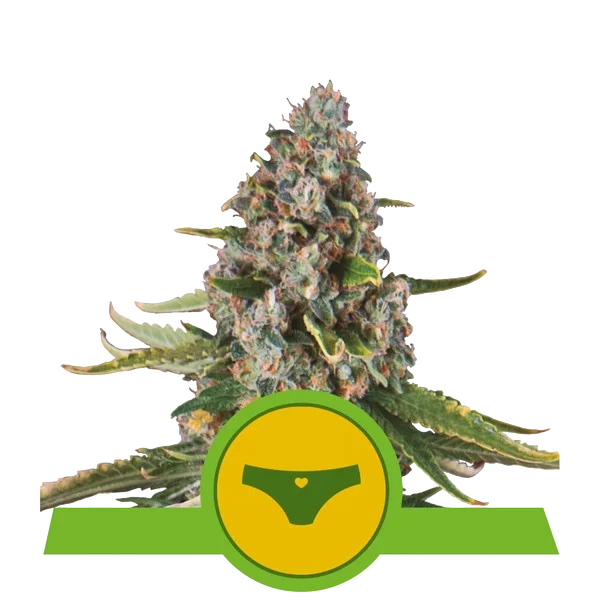 Sherbet Queen Auto – Produktansicht