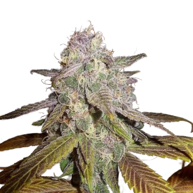 Blueberry F5 – Produktansicht