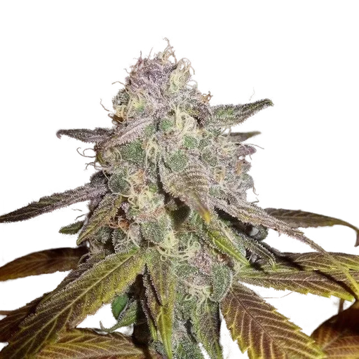 Blueberry F5