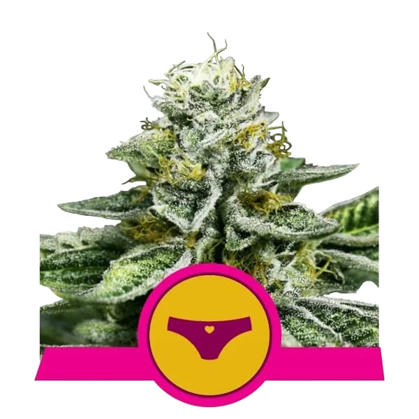 Sherbet Queen – Produktansicht