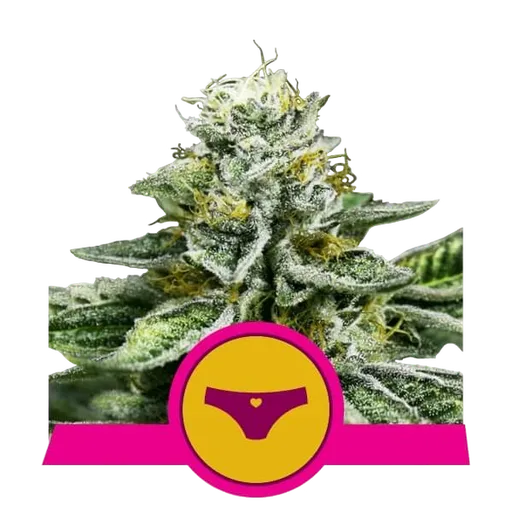 Sherbet Queen | PHOTOFEM | Royal Queen Seeds