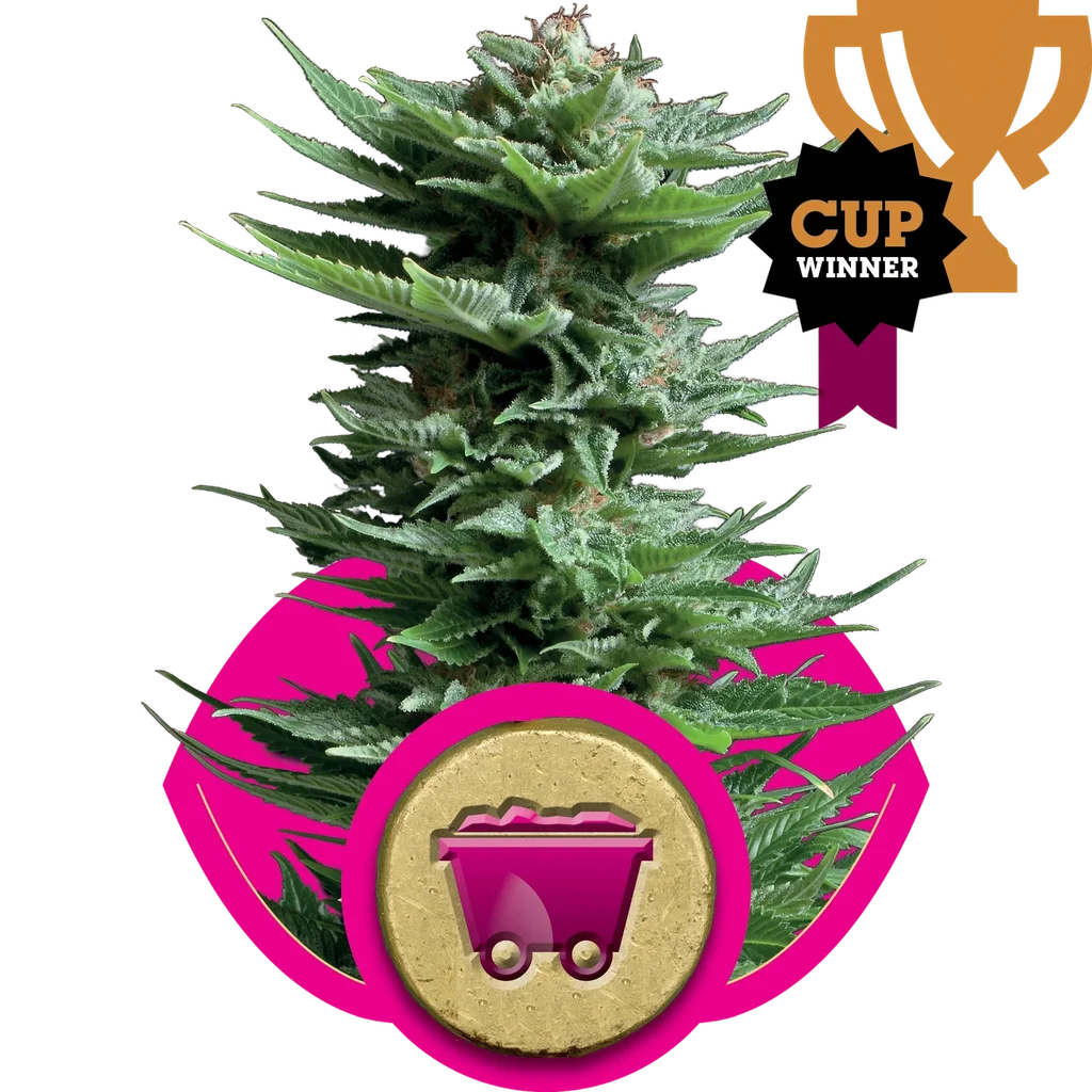 Shining Silver Haze – Produktansicht