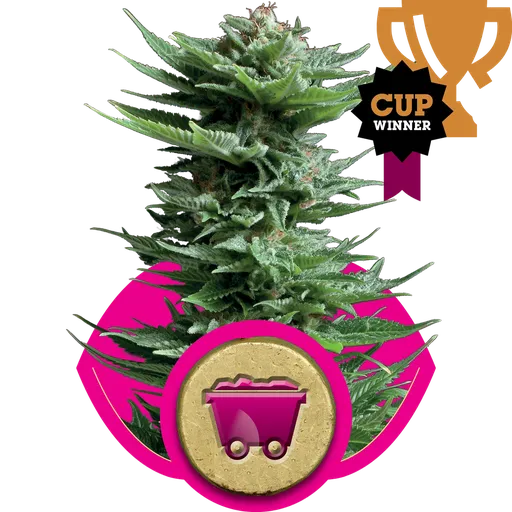 Shining Silver Haze | PHOTOFEM | Royal Queen Seeds