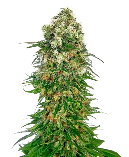 Shiva Skunk Auto