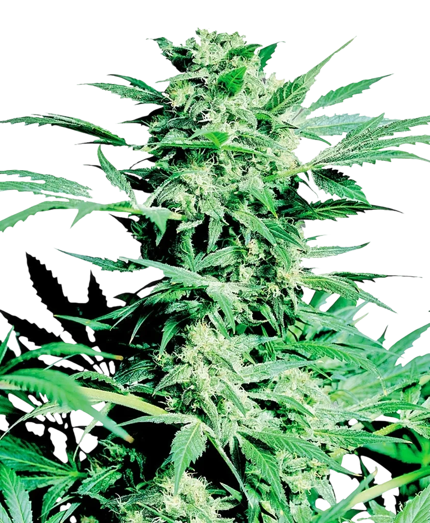 Shiva Skunk – Produktansicht