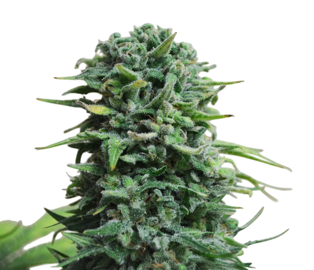 Siberian Haze Auto – Produktansicht