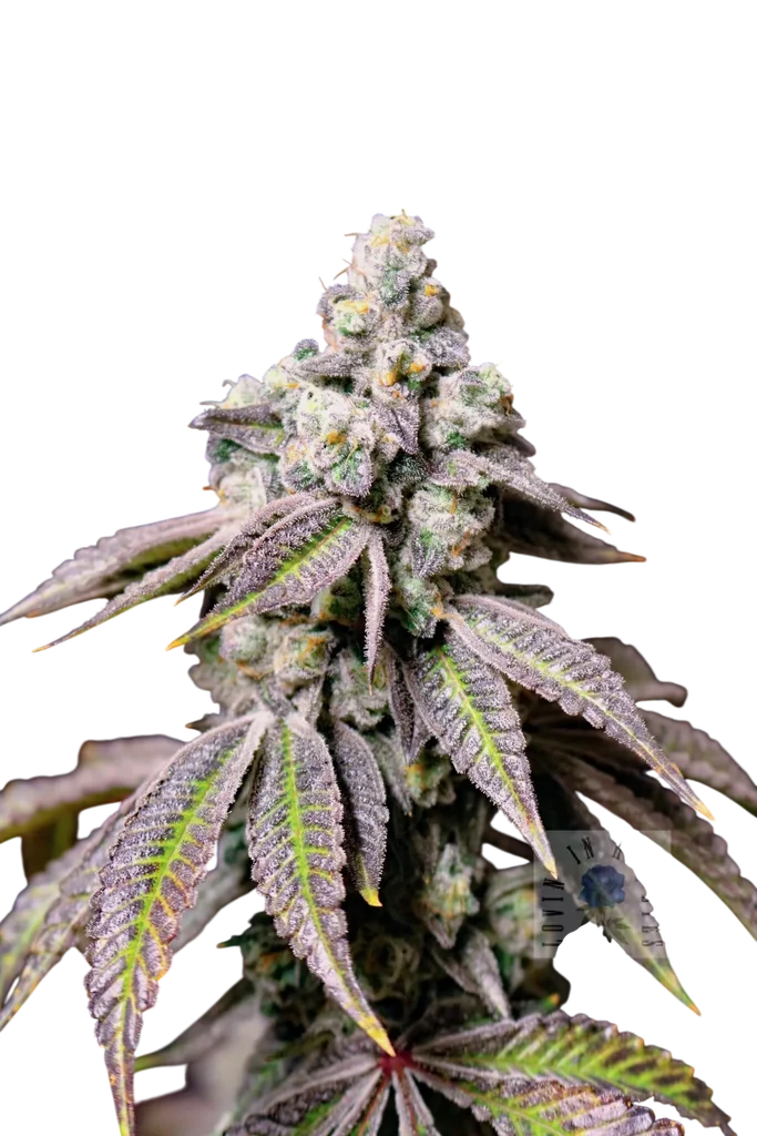 Blueberry Fudge – Produktansicht