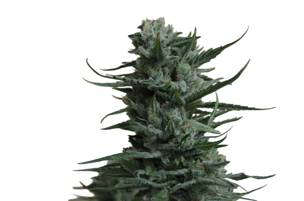 Siberian Haze – Produktansicht