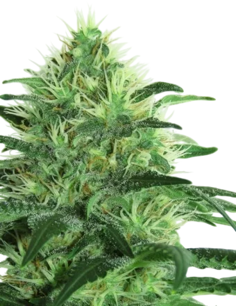 Sideral | PHOTOFEM | Ripper Seeds