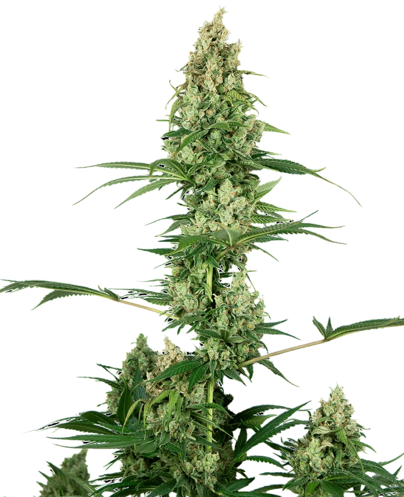 Silver Fire – Produktansicht