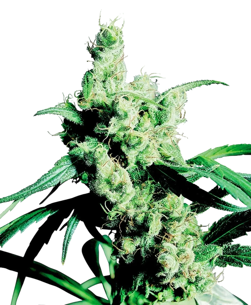 Silver Haze – Produktansicht