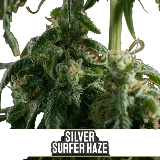 Silver Surfer Haze