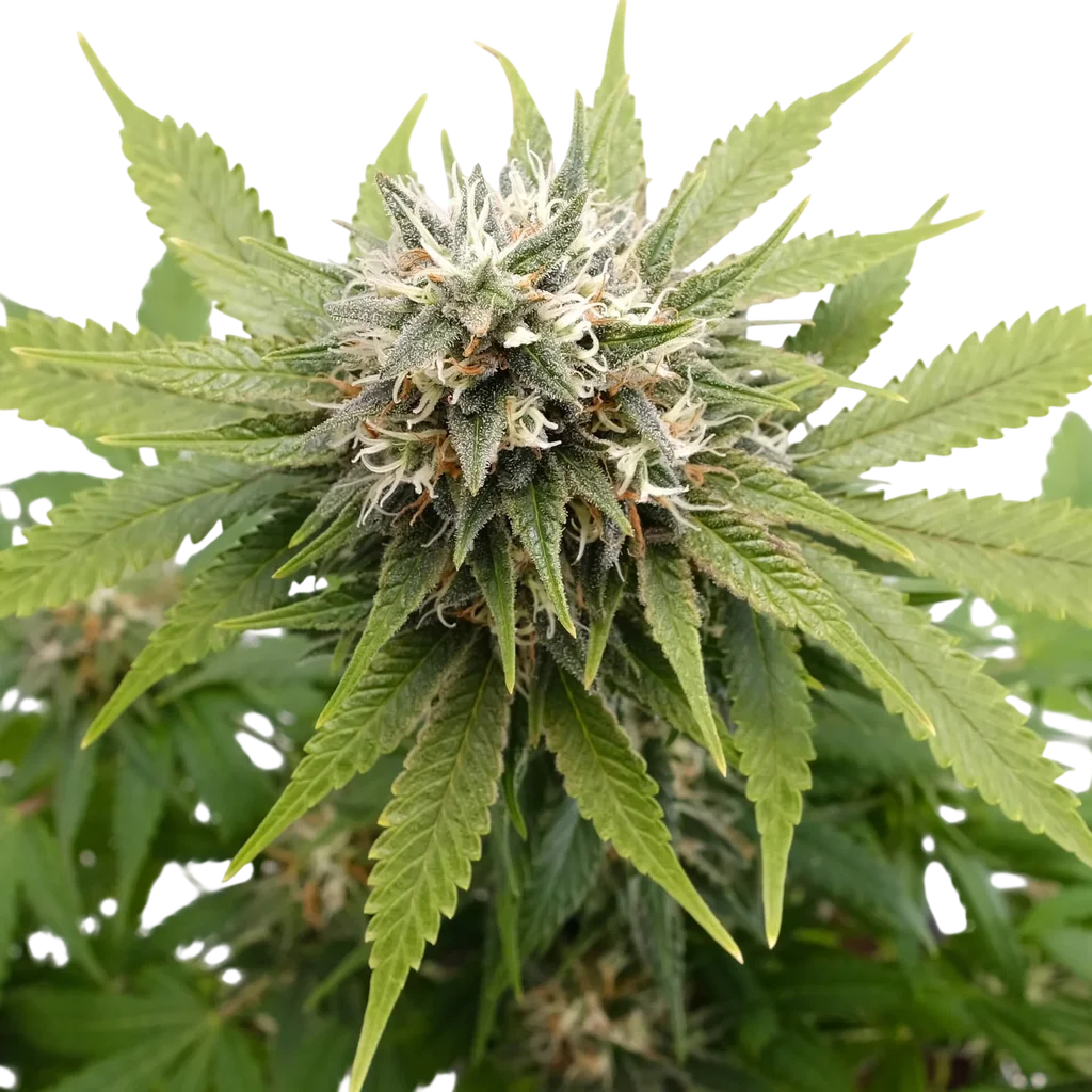 Silver Widow | PHOTOFEM | Kannabia Seeds