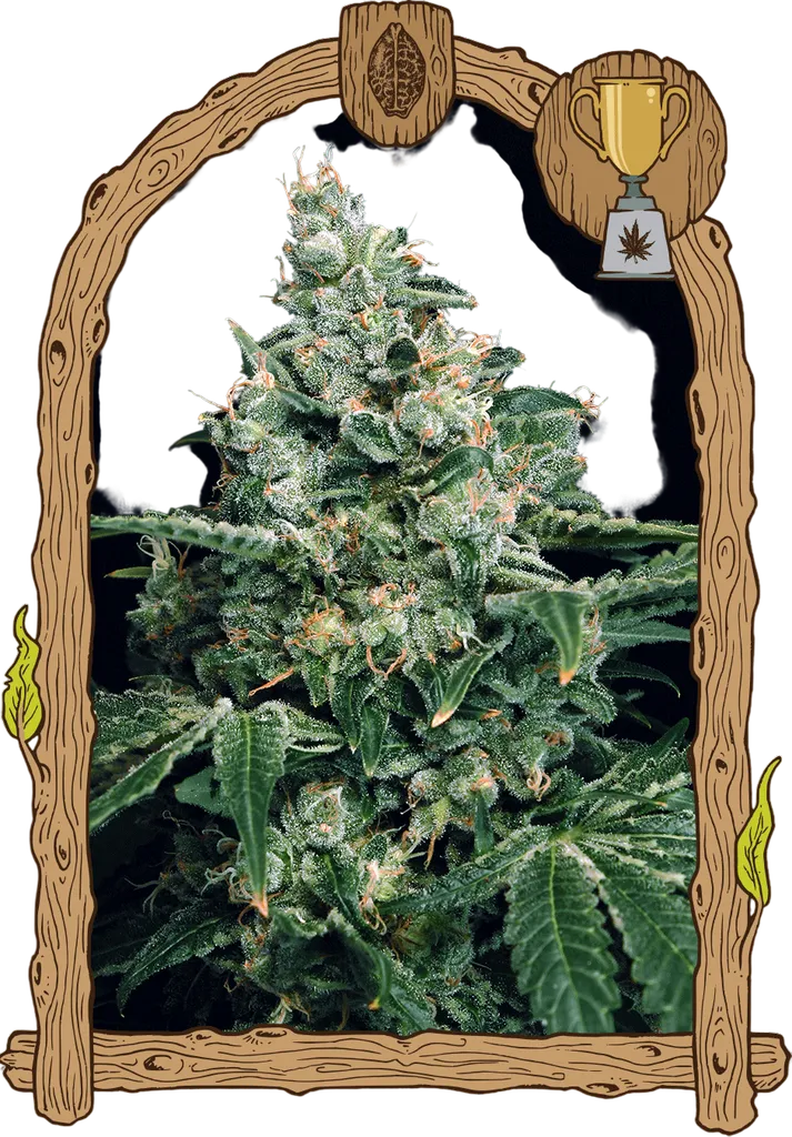 Sir Jack | PHOTOFEM | Exotic Seed