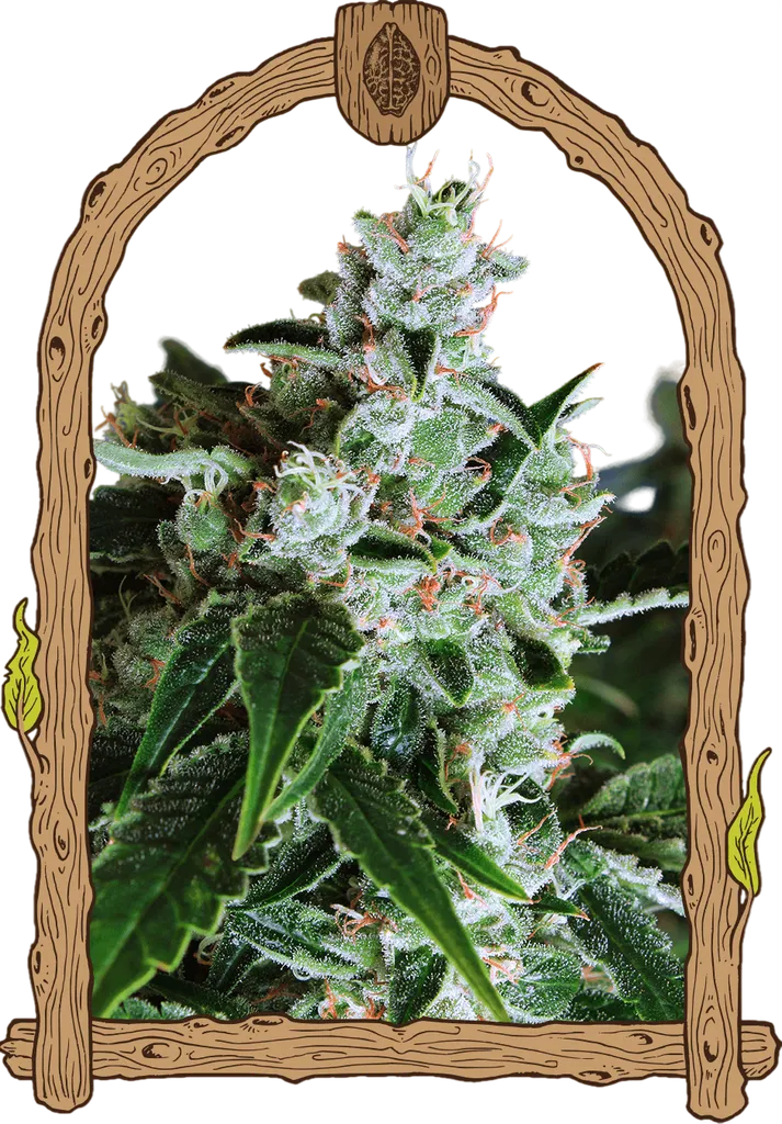 Sir Jack Auto | AUTOFEM | Exotic Seed