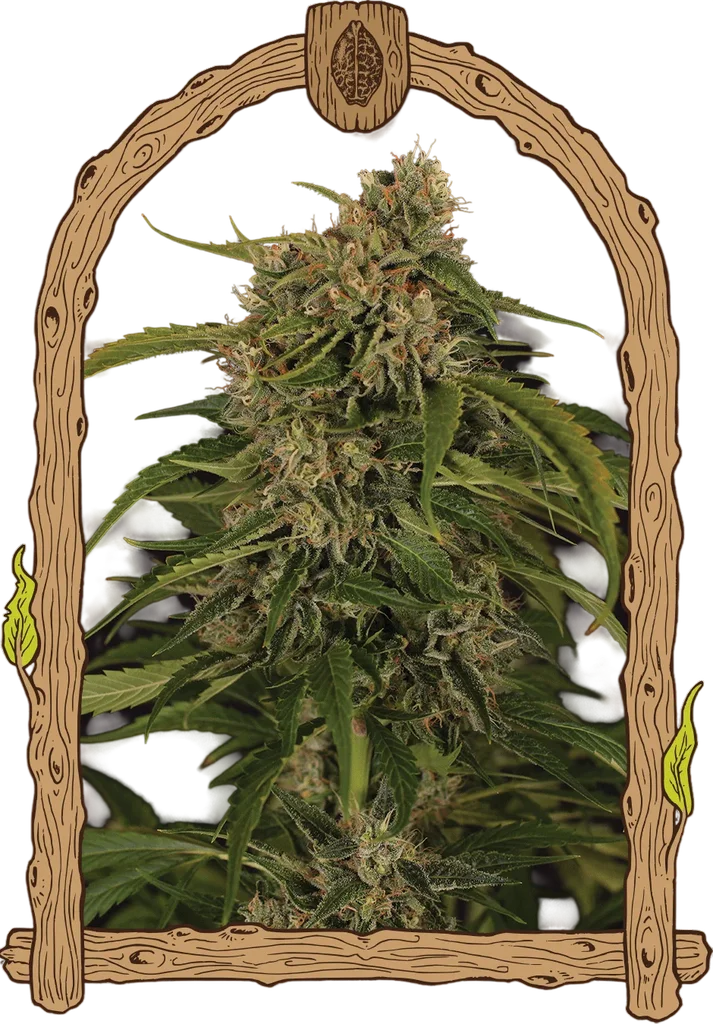Sir Jack Pure CBD Auto – Produktansicht