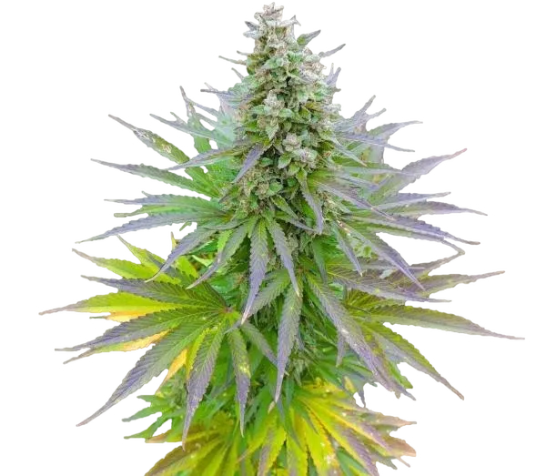 Blueberry Gum | PHOTOFEM | G13 Labs