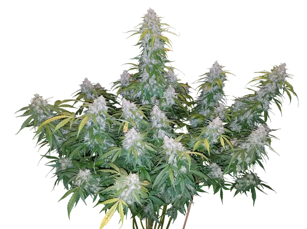 Six Shooter Auto | AUTOFEM | Fast Buds