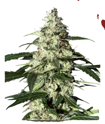 Skunk Auto – Produktansicht
