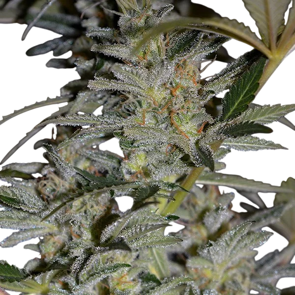 Blueberry Gum #2 – Produktansicht